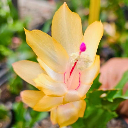 Deck The Fronds - Christmas Cactus