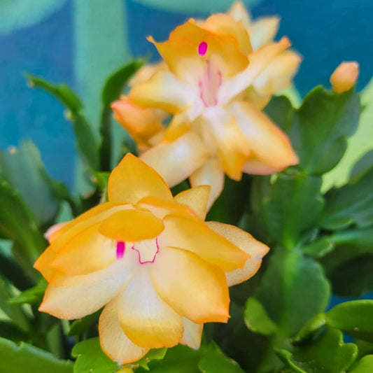 Deck The Fronds - Christmas Cactus