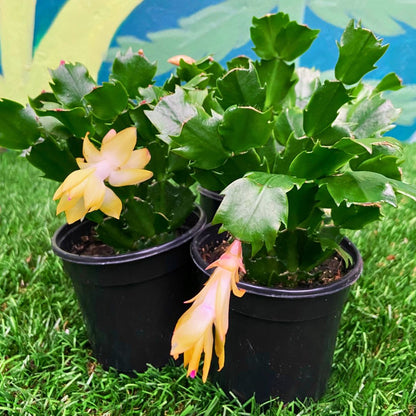 Deck The Fronds - Christmas Cactus