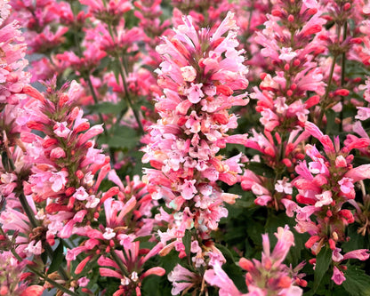 Agastache ‘Pink Pearl’ — Cotton‑Candy Hummingbird Mint