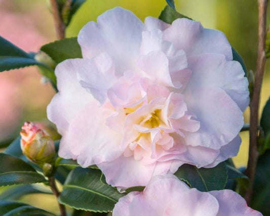 Camellia sasanqua ‘October Magic® Dawn’