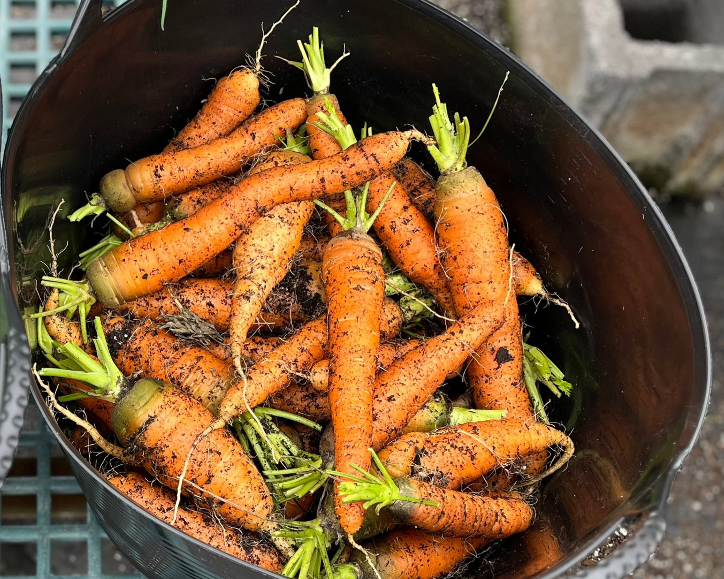 Fiddle Farms Crunchy Carrots - (1 LB)