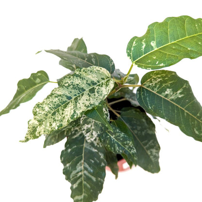 Ficus 'Clown' - Foliage Fest Preorder
