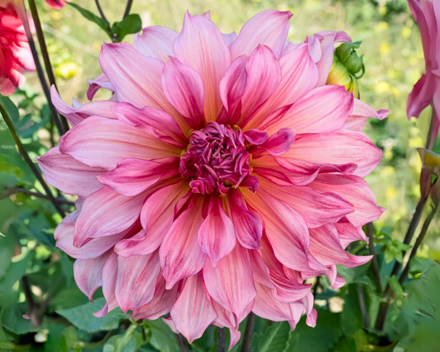 Dahlia Dinnerplate 'Islander' - 3 Bulbs