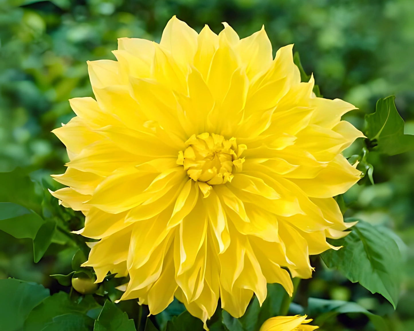 Dahlia Dinnerplate 'Kelvin Floodlight' - 3 Bulbs