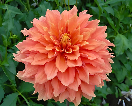 Dahlia Dinnerplate 'Mango Madness' - 3 Bulbs