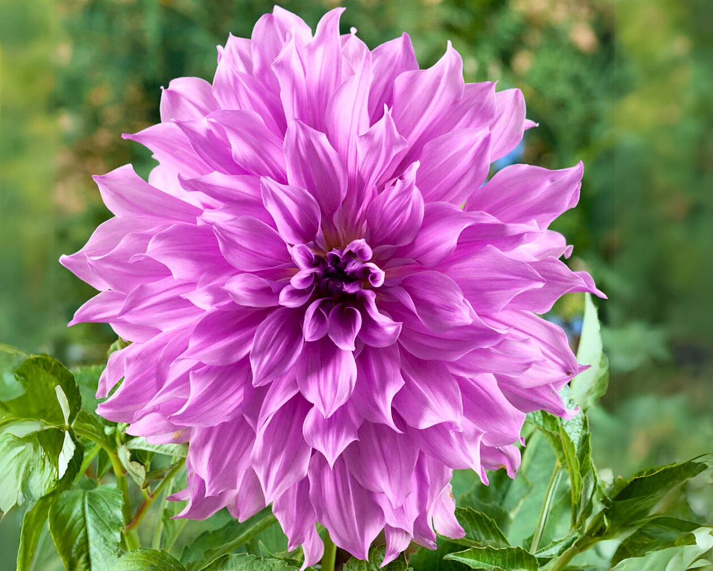 Dahlia Dinnerplate ' Lavender Ruffles' - 3 Bulbs