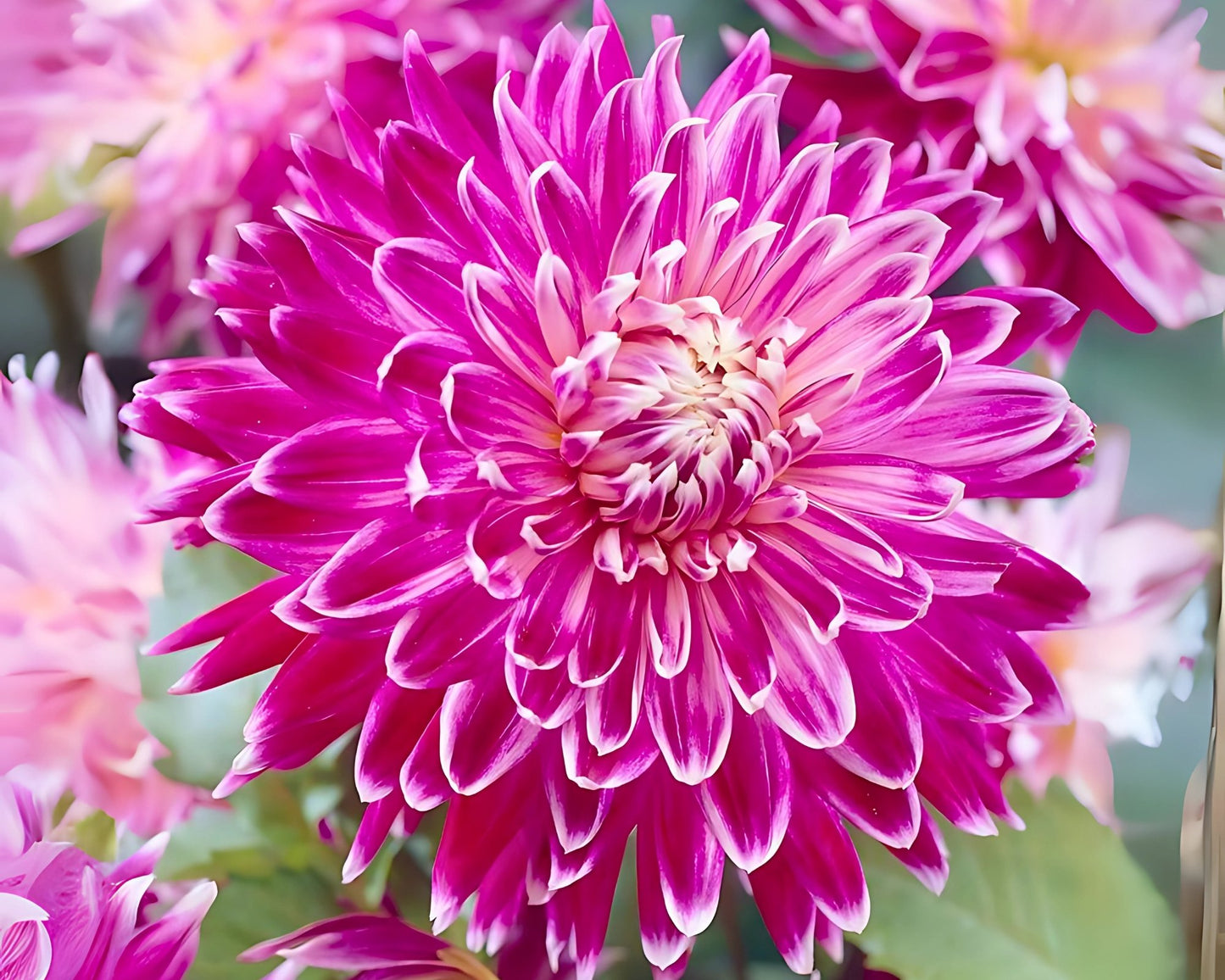 Dahlia Dinnerplate 'Vancouver' - 3 Bulbs