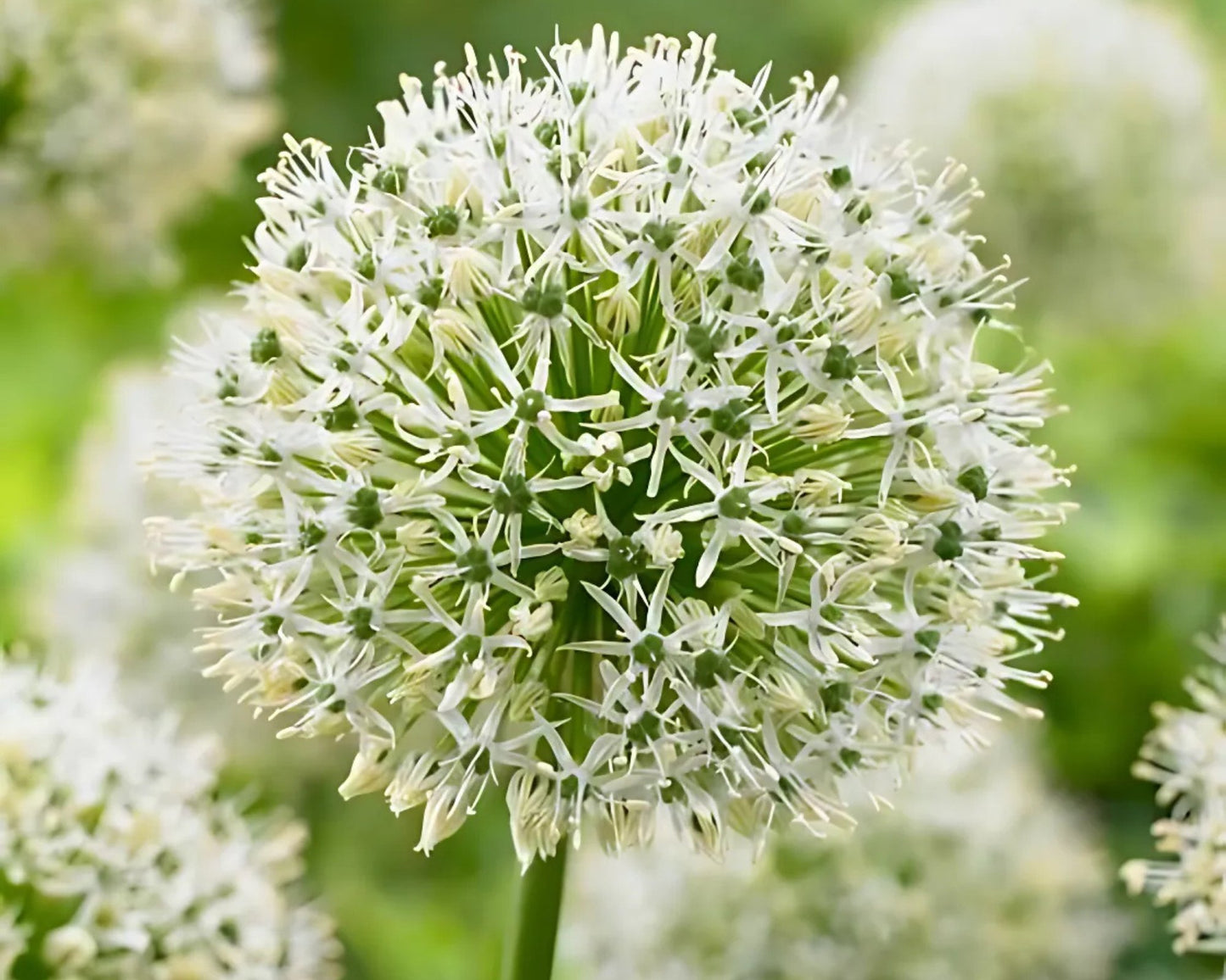 Allium Mount Everest | Trio of Bulbs