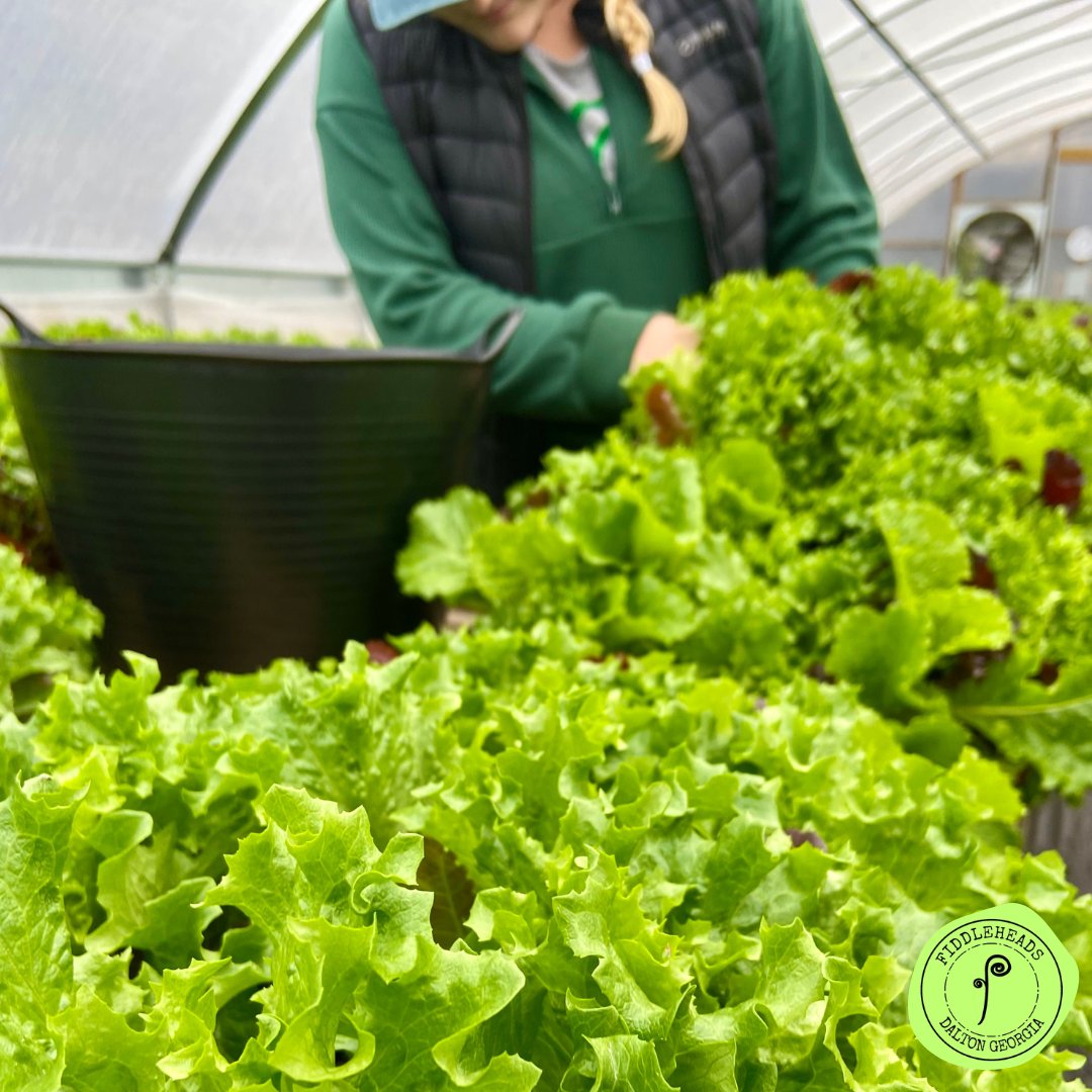 Fiddle Fresh Mix Lettuce – Fiddleheads Garden Center