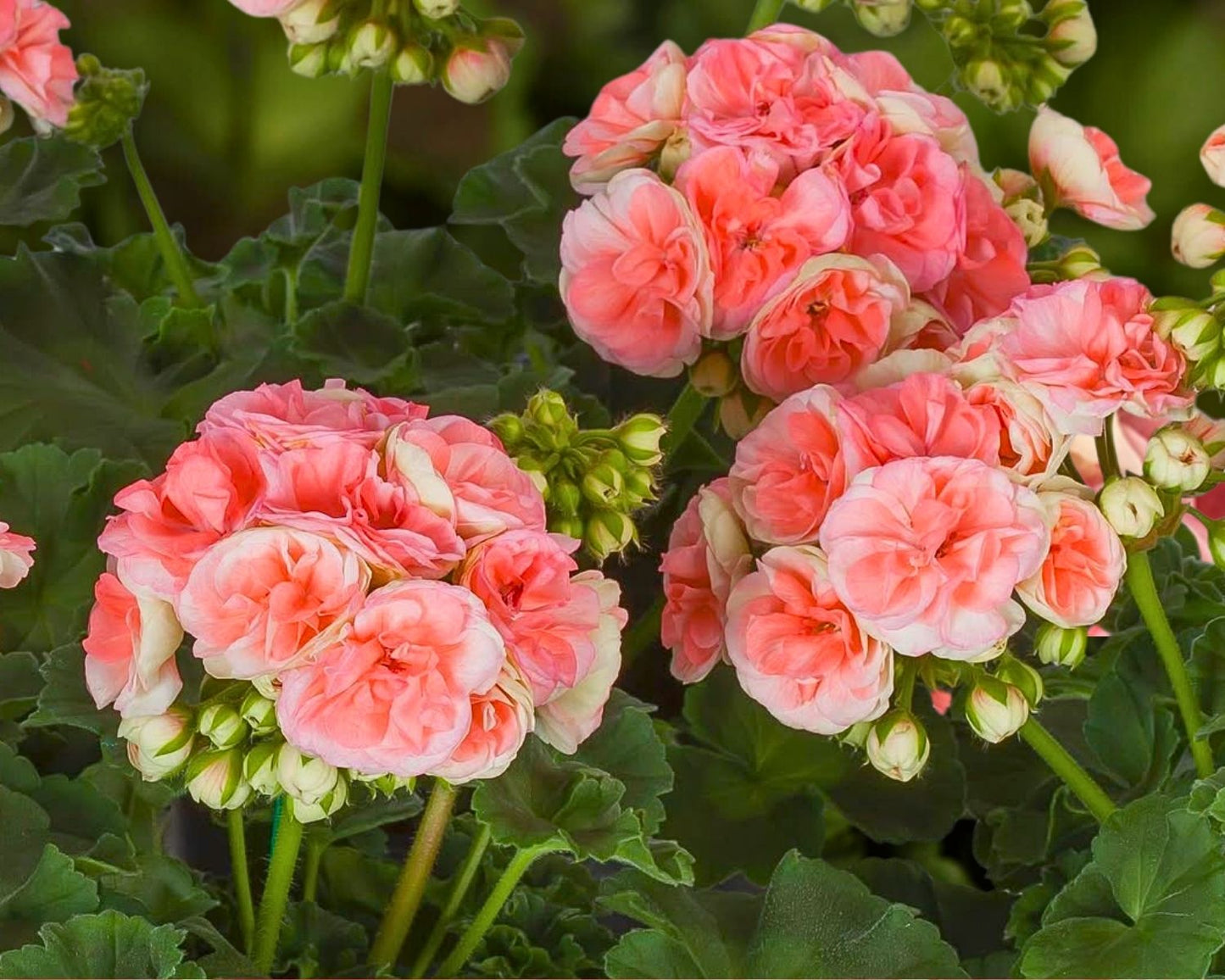 Geranium Rosalie Antique Salmon