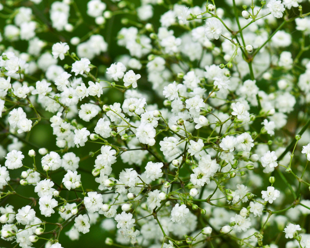 Gypsophila ‘Baby’s Breath’ | Preorder – Fiddleheads Garden Center