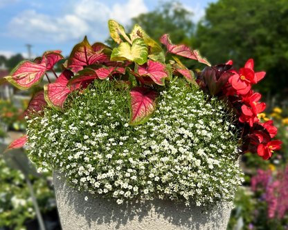 Gypsophila ‘Baby’s Breath’ | Preorder