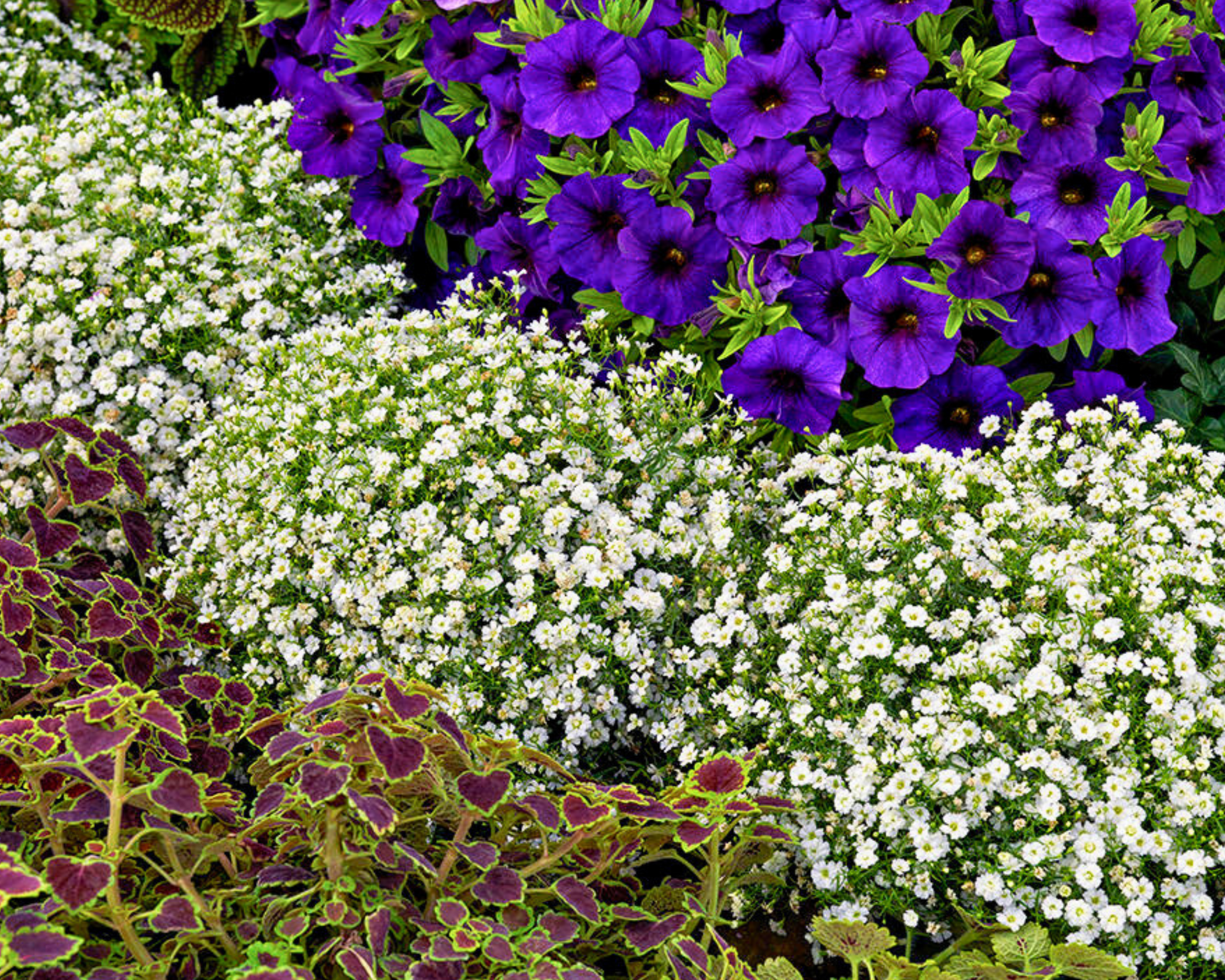 Gypsophila 'Baby's Breath' | Preorder – Fiddleheads Garden Center