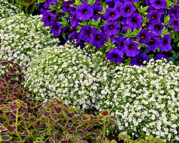 Gypsophila 'Baby's Breath' | Preorder – Fiddleheads Garden Center