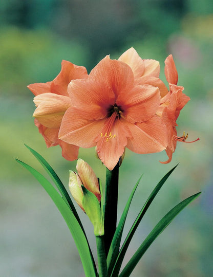 Amaryllis 'Rilona'