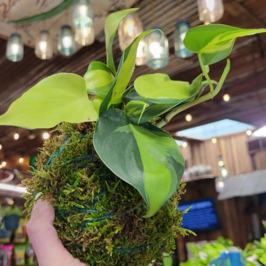Kokedama Workshop – Friday, July 25 at 1:00 PM