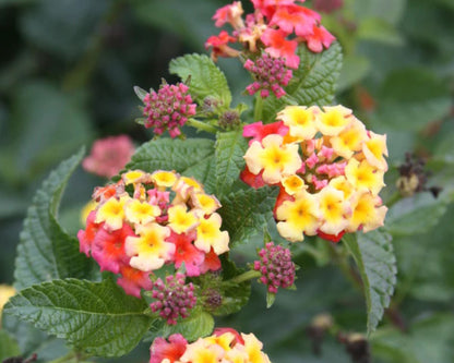 Lantana 'Ham & Eggs' - Preorder