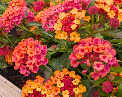 PassionFruit Lantana | Preorder