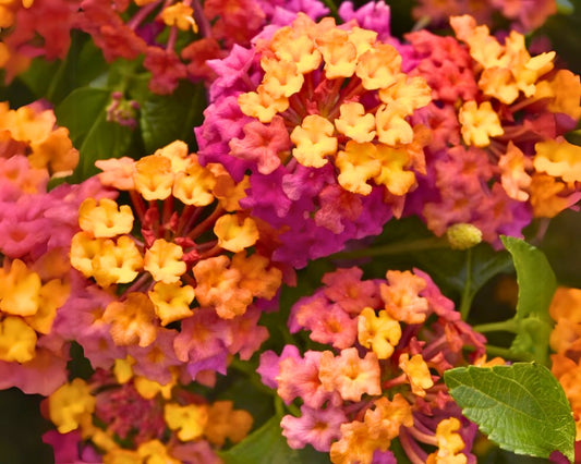 PassionFruit Lantana | Preorder