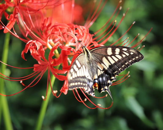 Lycoris radiata ‘Red Spider Lily’ – Fall Bulb Preorder