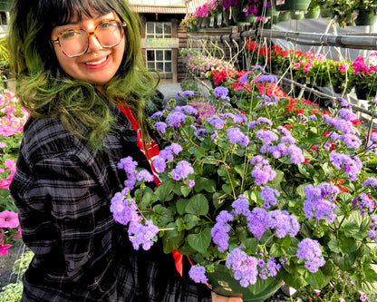 Ageratum 'Monarch Magic'