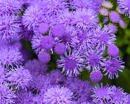 Ageratum 'Monarch Magic'