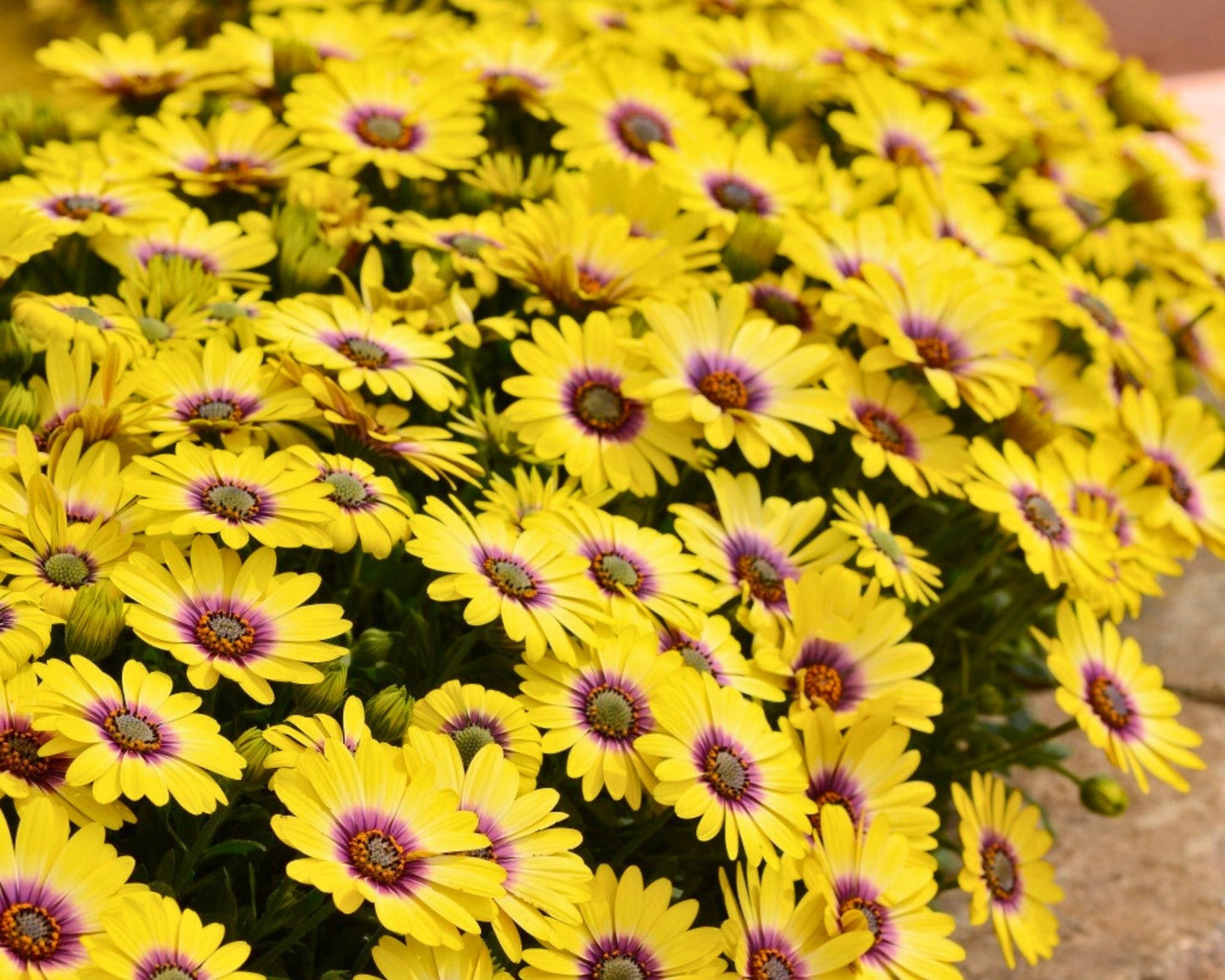 Osteospermum African Daisy ‘Blue Eyed Beauty’