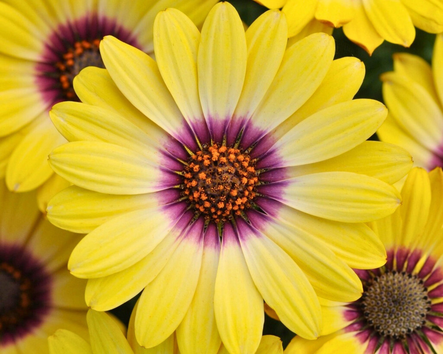 Osteospermum African Daisy ‘Blue Eyed Beauty’