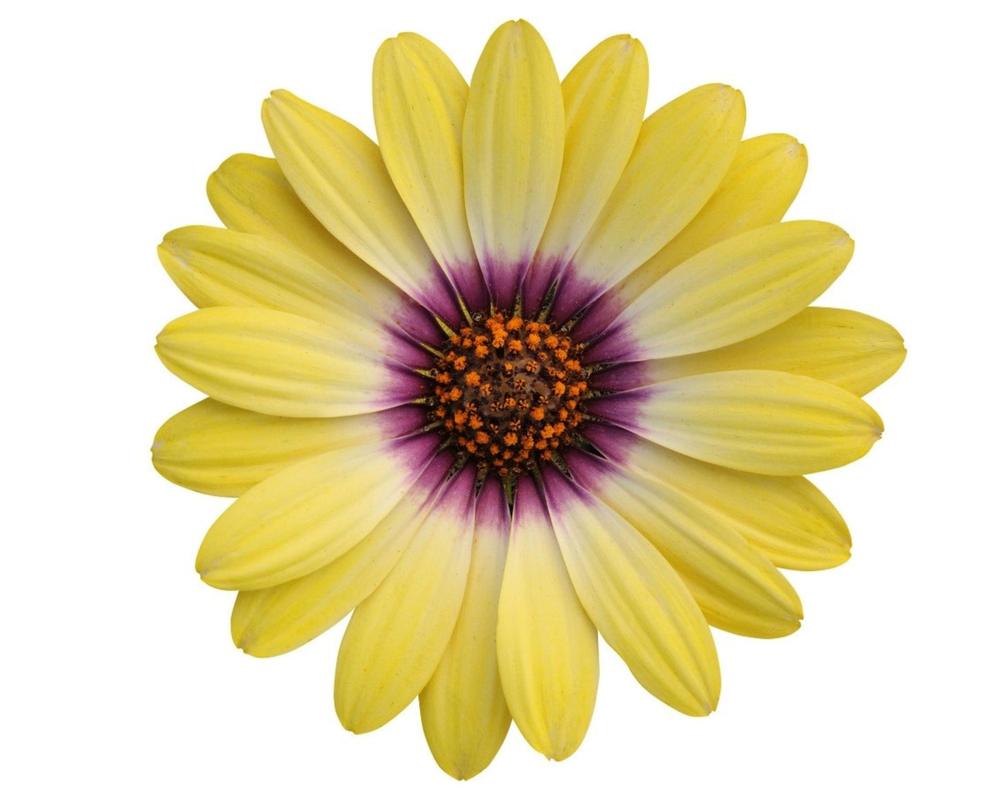 Osteospermum African Daisy ‘Blue Eyed Beauty’