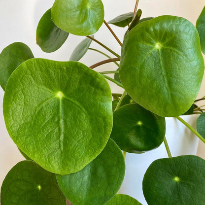 Pilea Peperomioides — The Friend-Maker Plant | Preorder