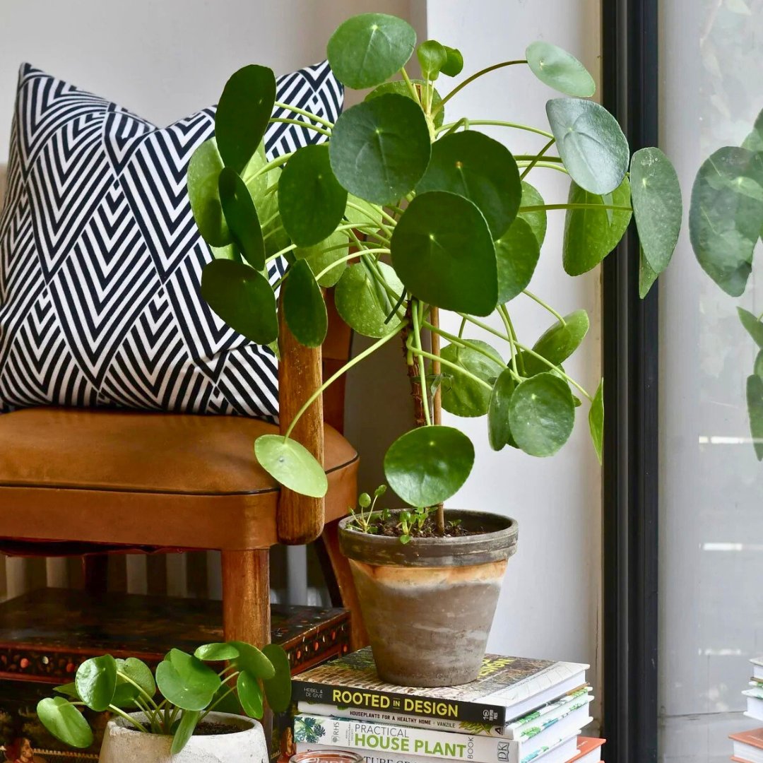 house plant maker Pilea Peperomioides — The Friend-Maker Plant