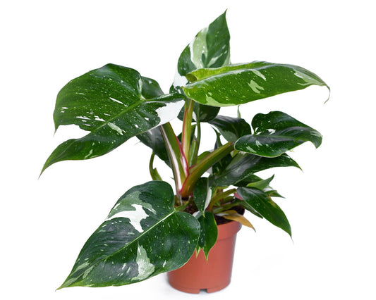 Philodendron White Princess