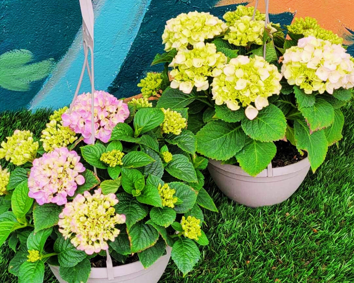 Hydrangea Magic – Tabletensia Hanging Basket