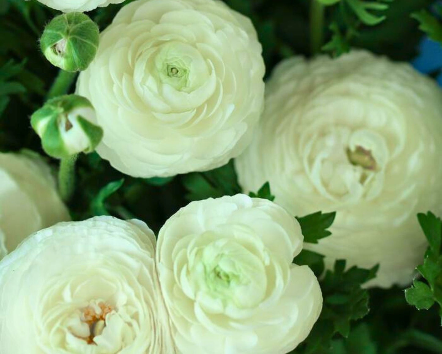 Cloud Dancer Ranunculus – Fall Bulb Preorder (10 Bulbs)