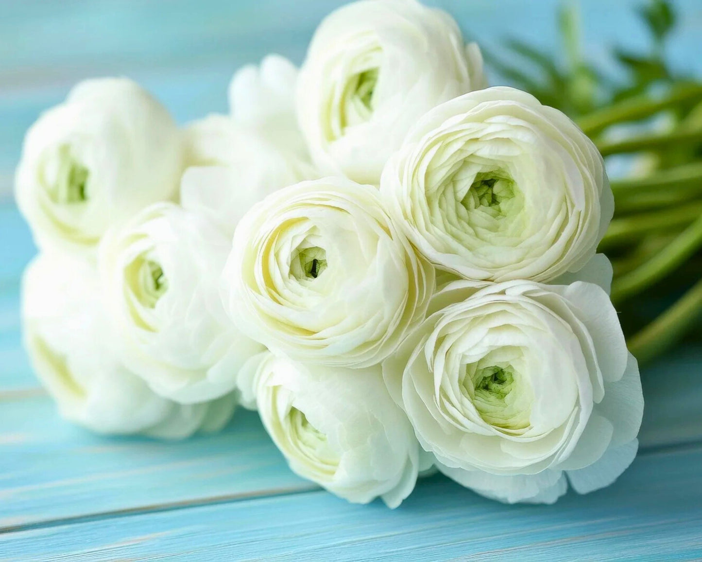 Cloud Dancer Ranunculus – Fall Bulb Preorder (10 Bulbs)
