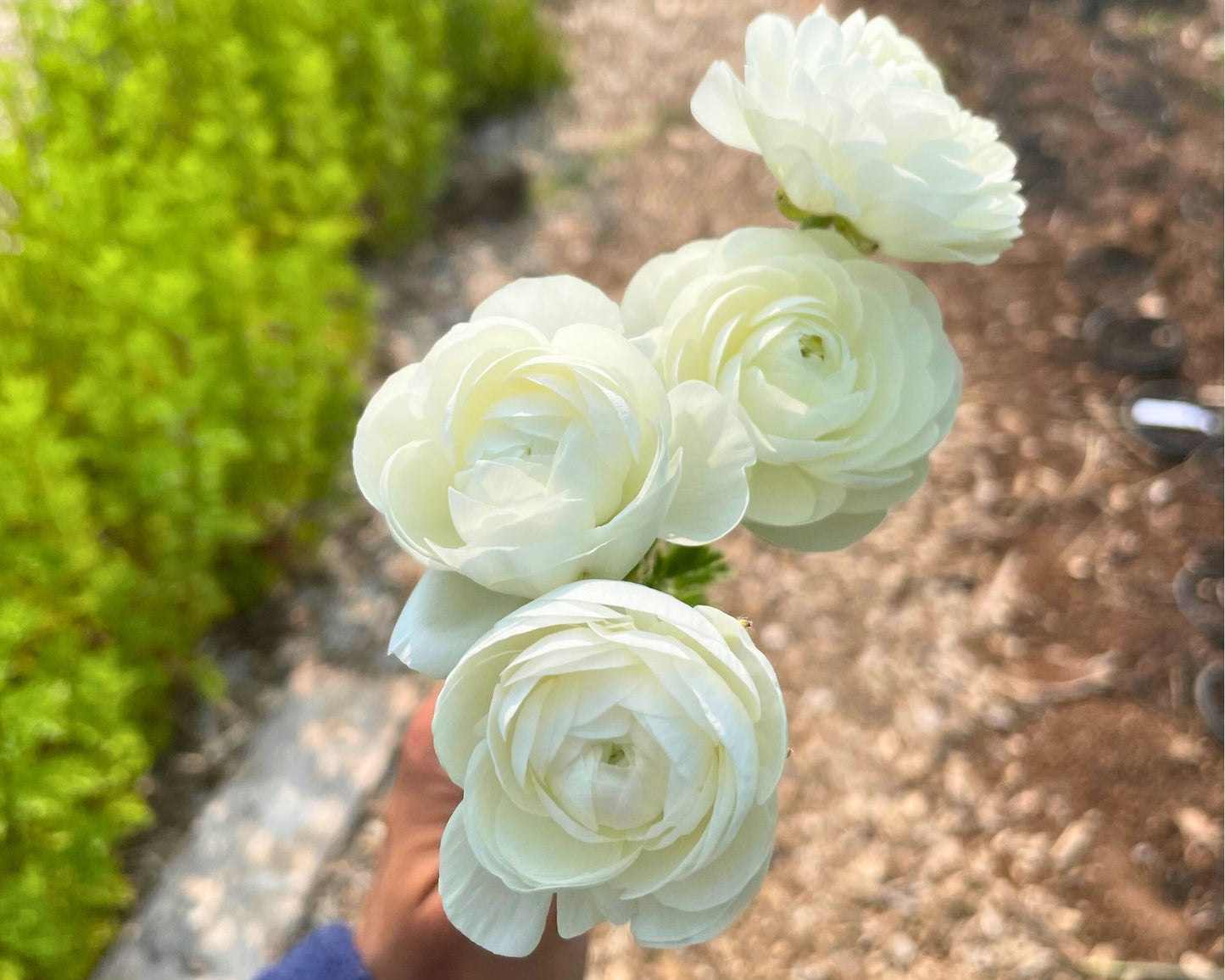 Cloud Dancer Ranunculus – Fall Bulb Preorder (10 Bulbs)