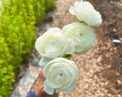 Cloud Dancer Ranunculus – Fall Bulb Preorder (10 Bulbs)