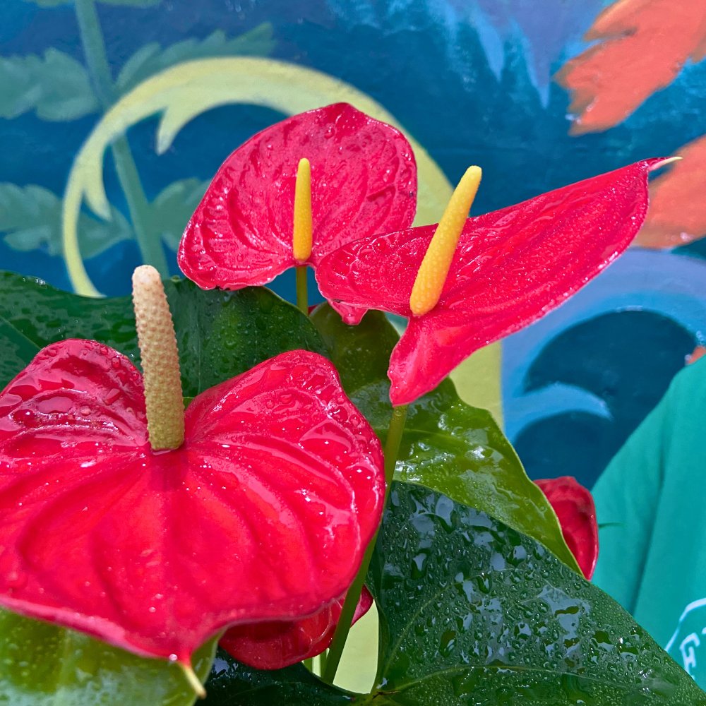 Holiday Heart Anthurium