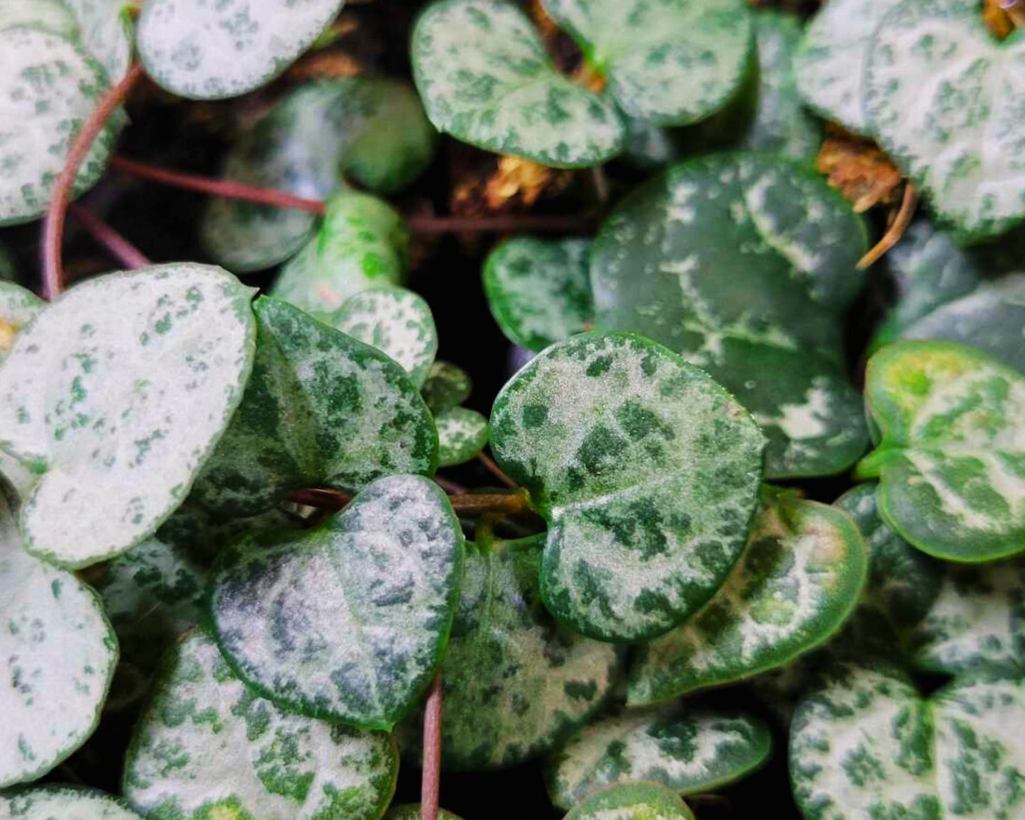 Symphony Succulents - (Trio of Plants)