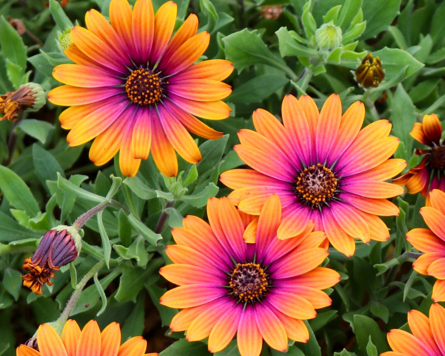 Zion 'Purple Sun' African Daisy