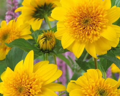 Sunfinity Double Yellow Sunflowers