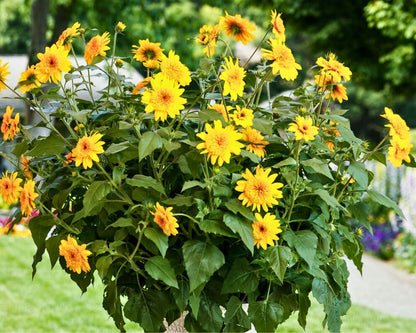 Sunfinity Double Yellow Sunflowers
