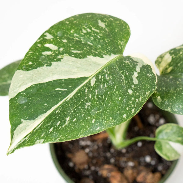 Thai Constellation Monstera – Fiddleheads Garden Center