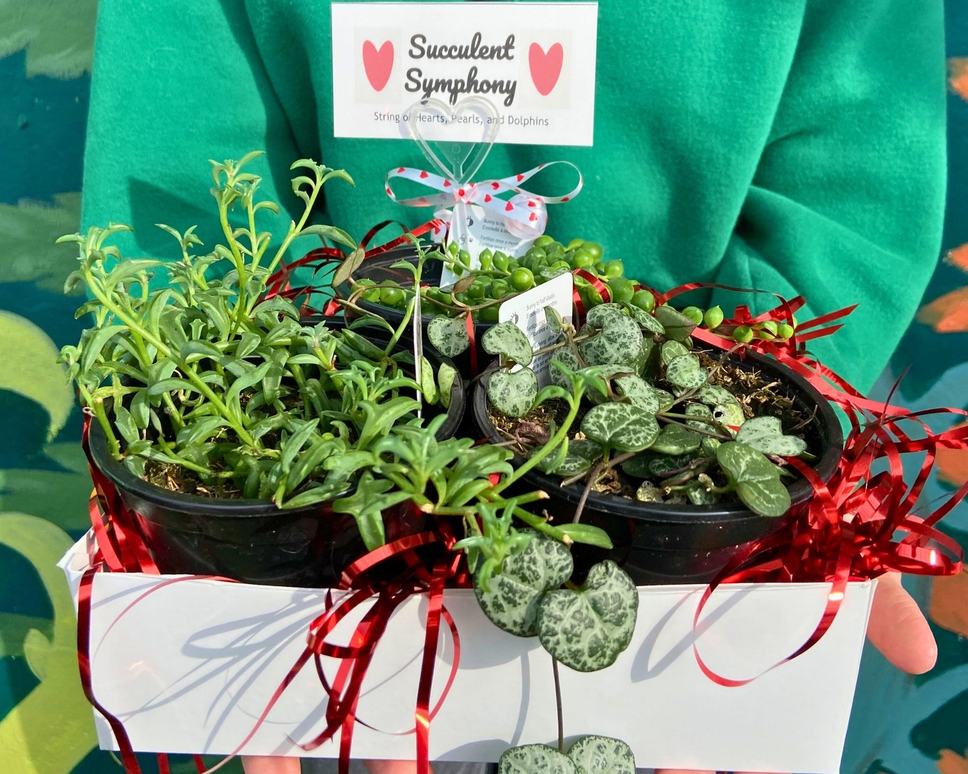 succulent plants for shade Symphony Succulents