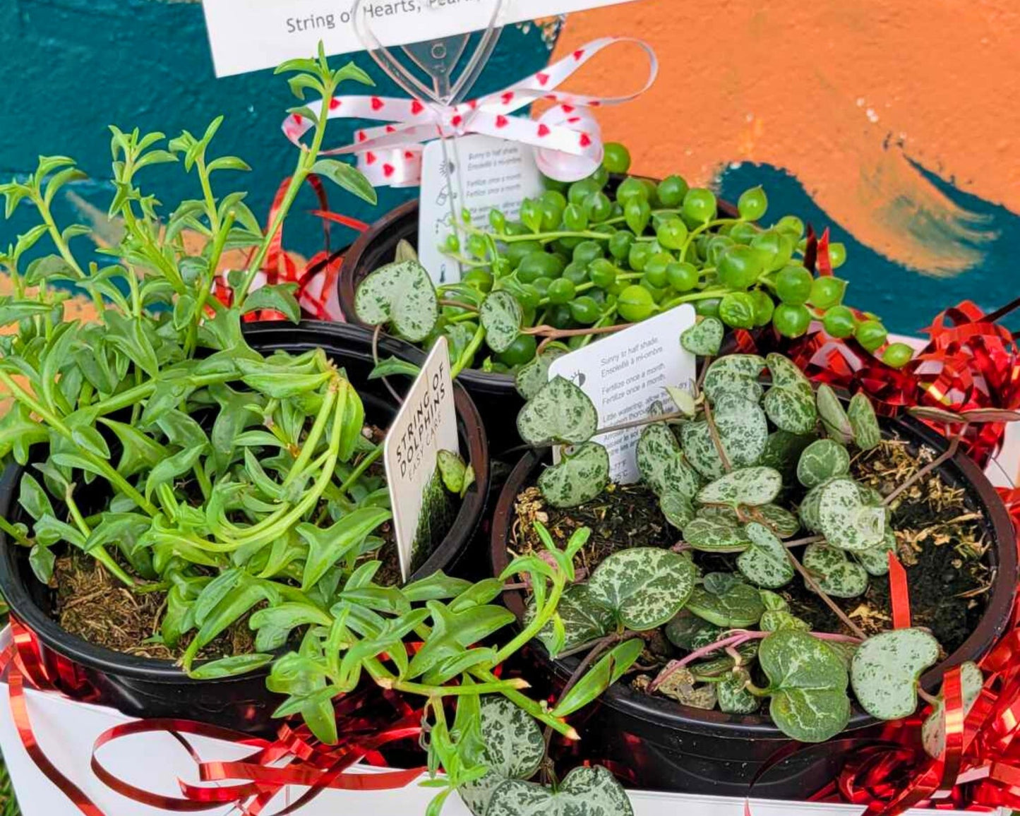 Symphony Succulents - (Trio of Plants)