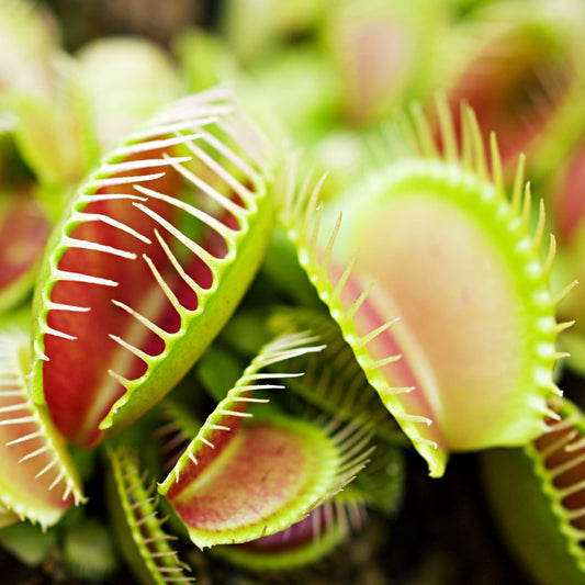 Venus Fly Trap - Foliage Fest Preorder