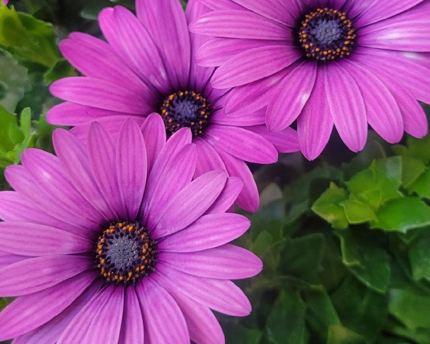 Zion 'Violet Feather' Osteospermum