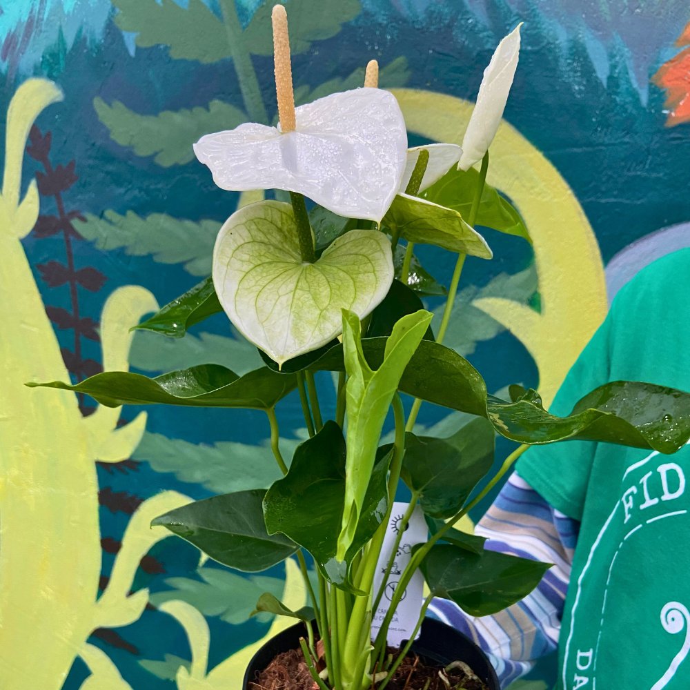 Holiday Heart Anthurium