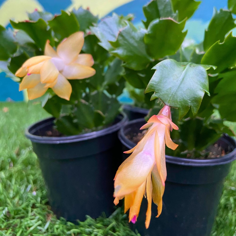 Holiday Sunshine - Yellow Christmas Cactus